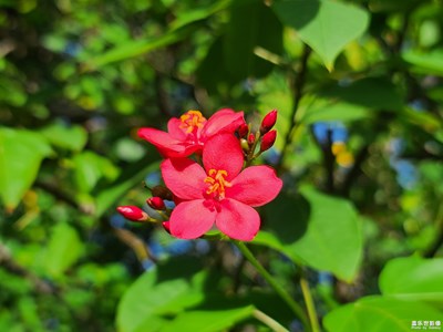 【花花世界】+一花一世界