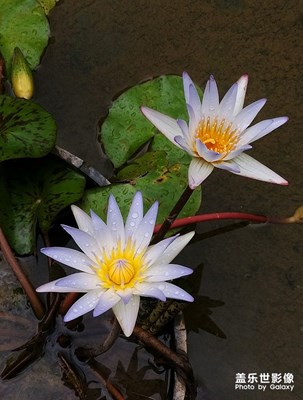 [花花世界]——蓮花朵朵
