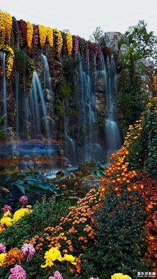 【花花世界】+秋菊惹人憐