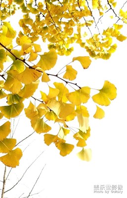 銀杏葉黃了