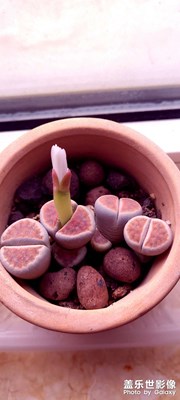 家居花卉
