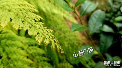 山澗門溪