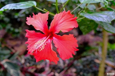 【像花兒一樣綻放】