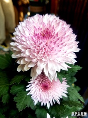 隨手拍拍菊花