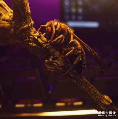 蜂
