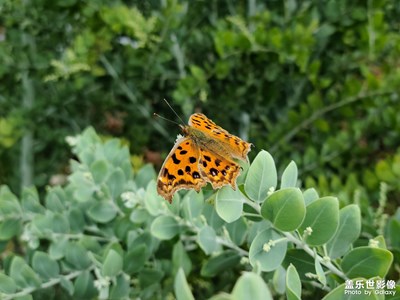 初冬里的小精靈。。。