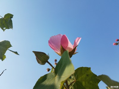 【身邊的美好】+湖畔的木芙蓉