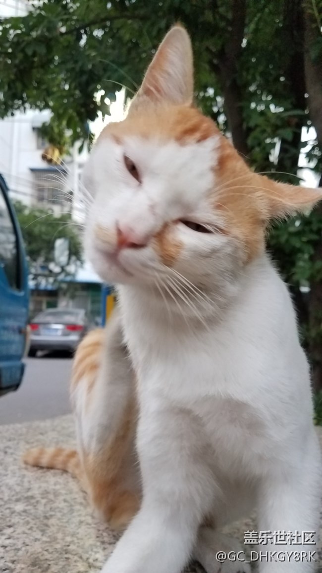 那年，那貓