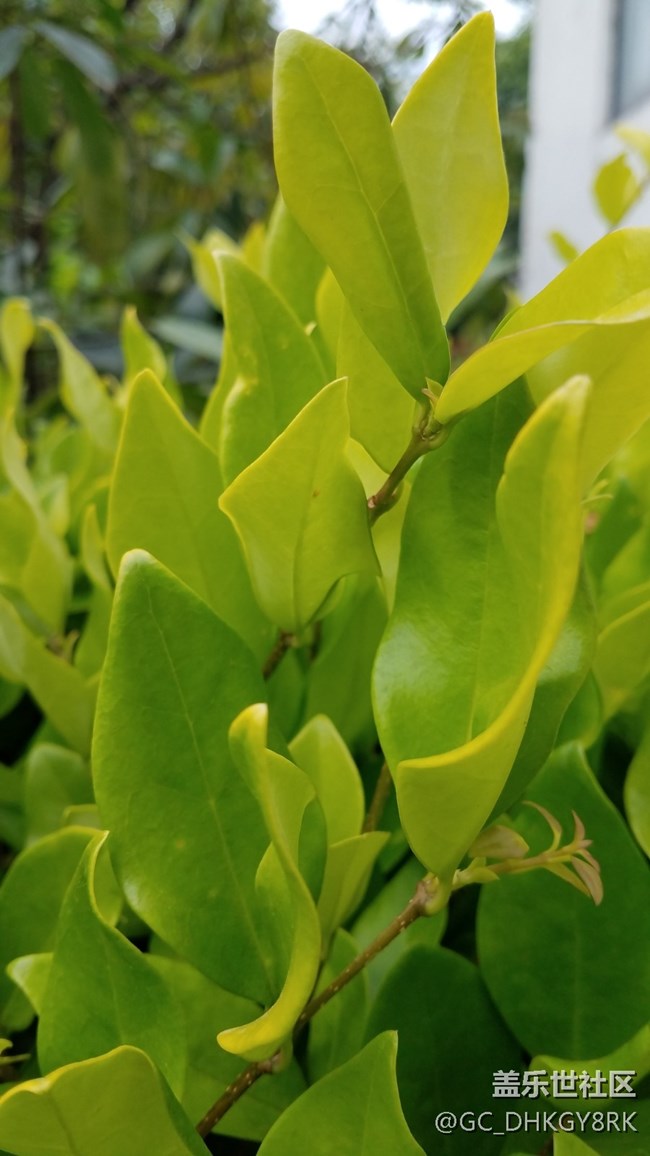 城市中的綠植和野花