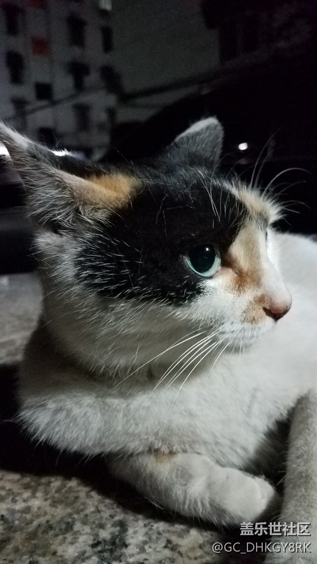 那年，那貓