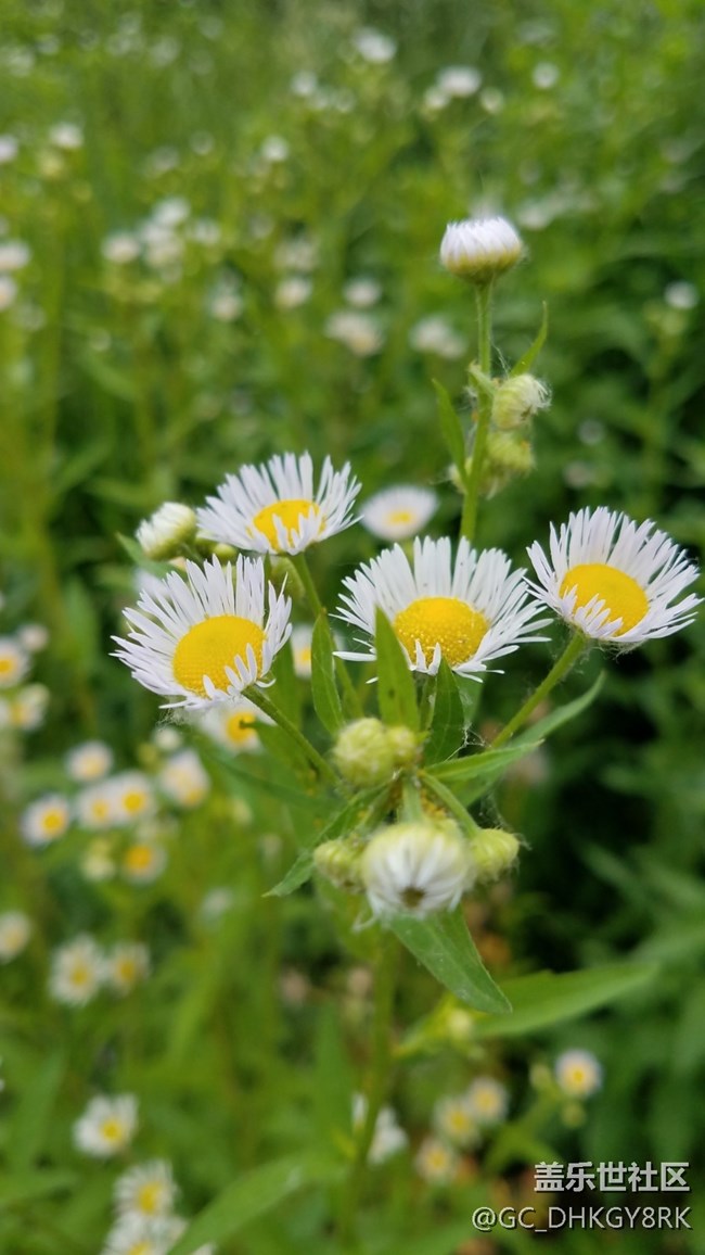 城市中的綠植和野花