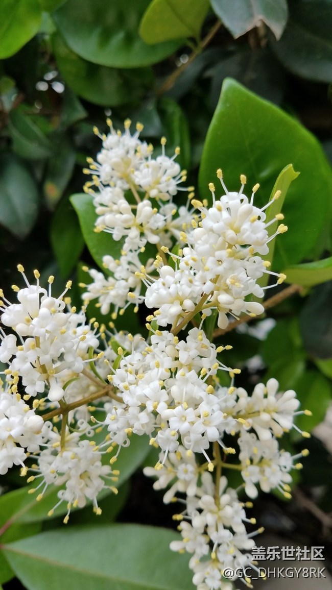 城市中的綠植和野花