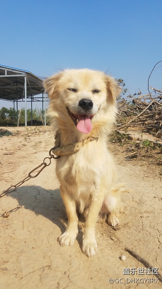 可愛(ài)的狗狗