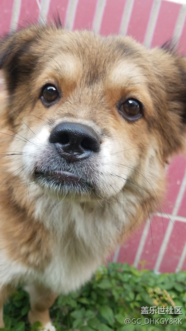 可愛(ài)的狗狗