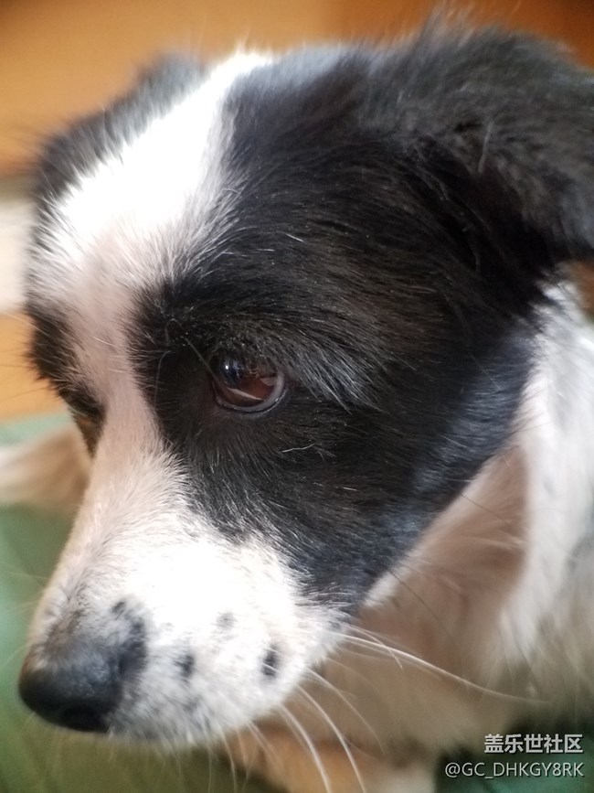 可愛(ài)的狗狗