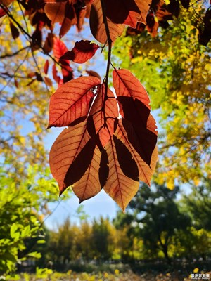 【色彩】+多彩之秋