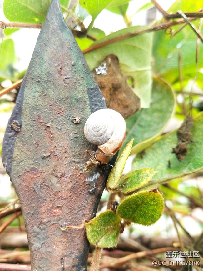 攀爬的蜗牛