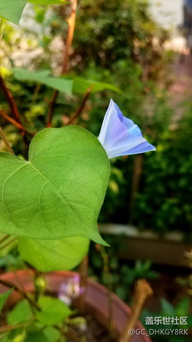 藍(lán)色的喇叭花