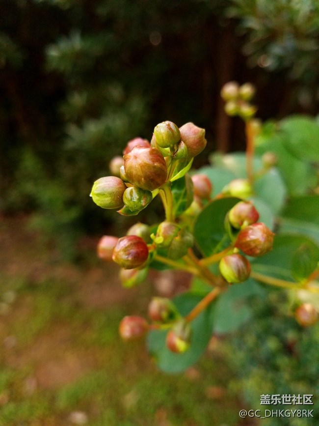 市容綠植--紫薇