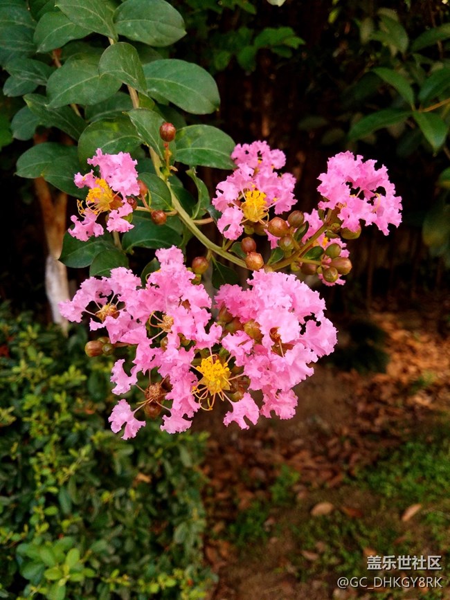 市容綠植--紫薇