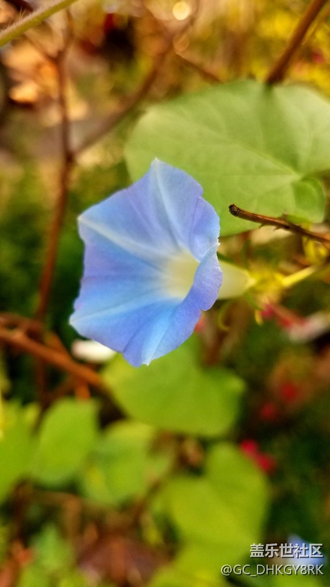 蓝色的喇叭花