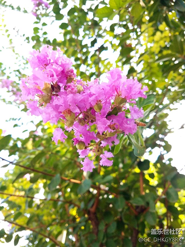 市容綠植--紫薇