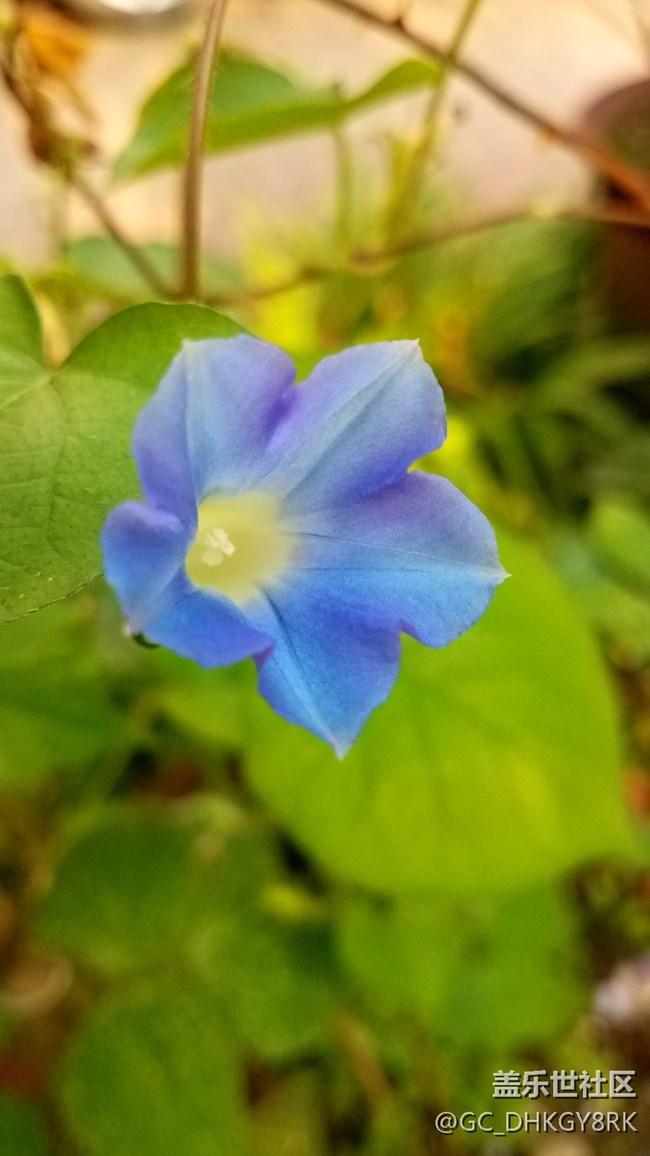 蓝色的喇叭花