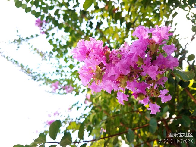 市容綠植--紫薇