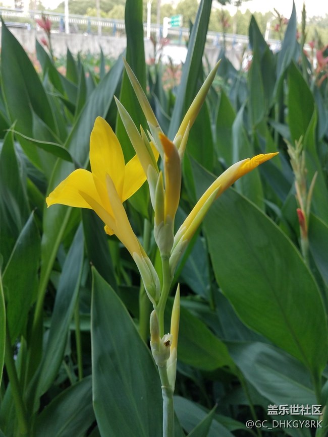 包河邊的美人蕉