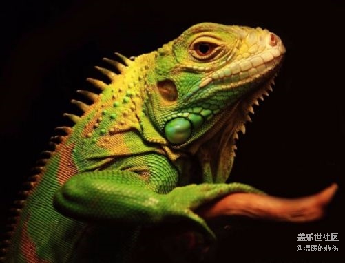 已開(kāi)獎(jiǎng)【11月寵物活動(dòng)第二期】-那些小眾的冷門寵物