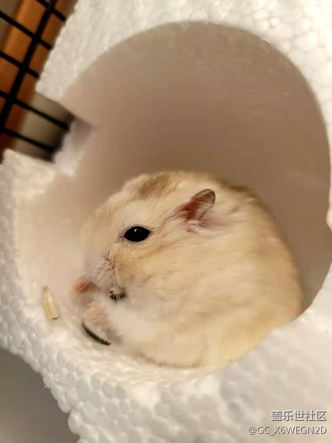 【Galaxy S20 FE星粉體驗(yàn)團(tuán)】+星粉機(jī)測(cè)評(píng)