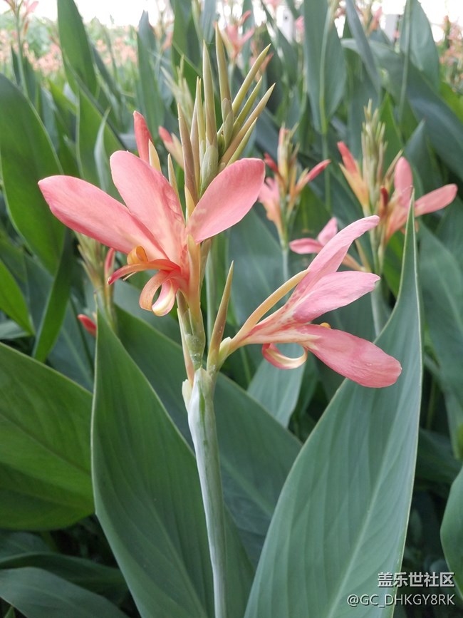 包河邊的美人蕉