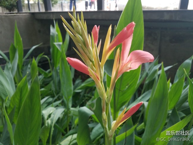 包河邊的美人蕉