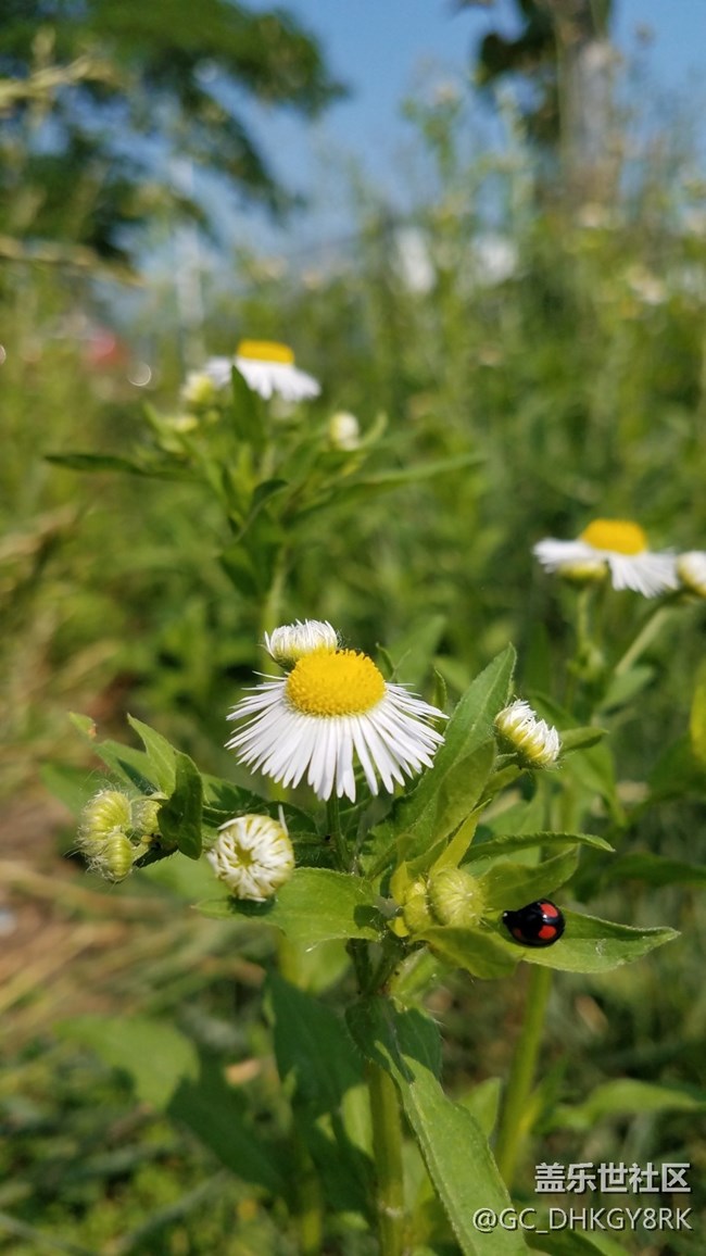 普普通通的野花