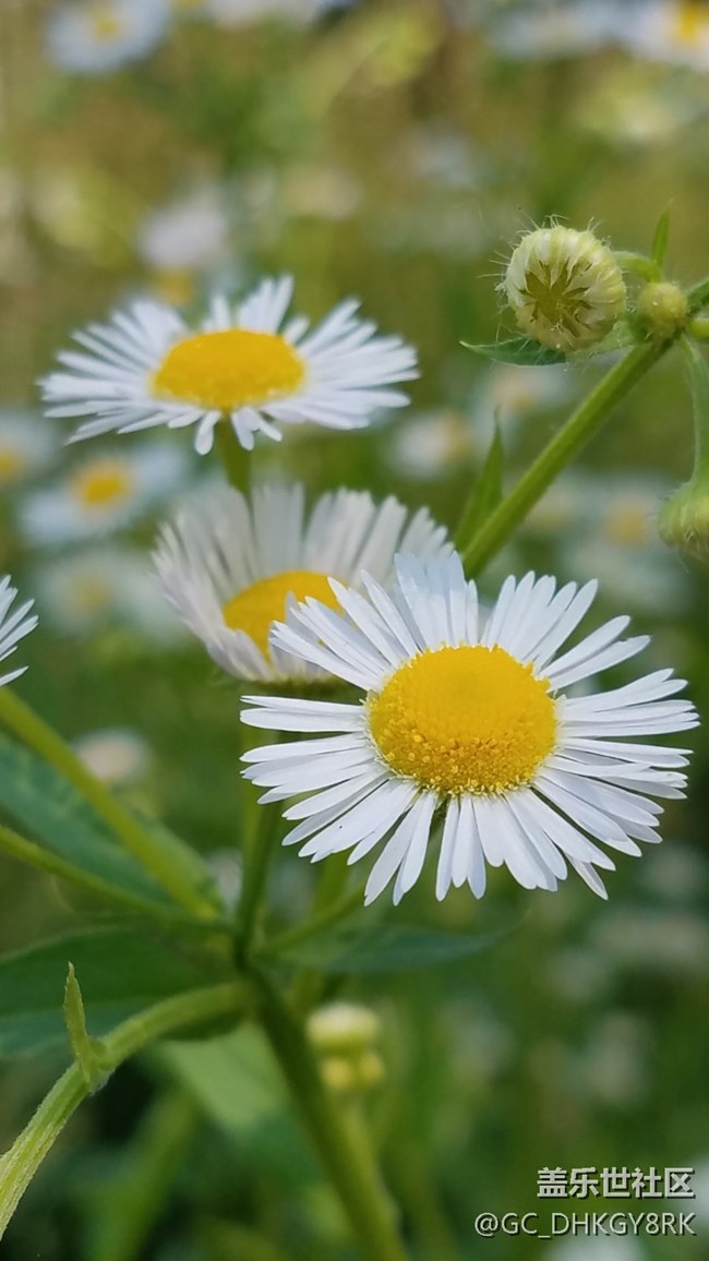 普普通通的野花