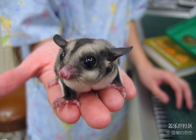 已開(kāi)獎(jiǎng)【11月寵物活動(dòng)第二期】-那些小眾的冷門寵物