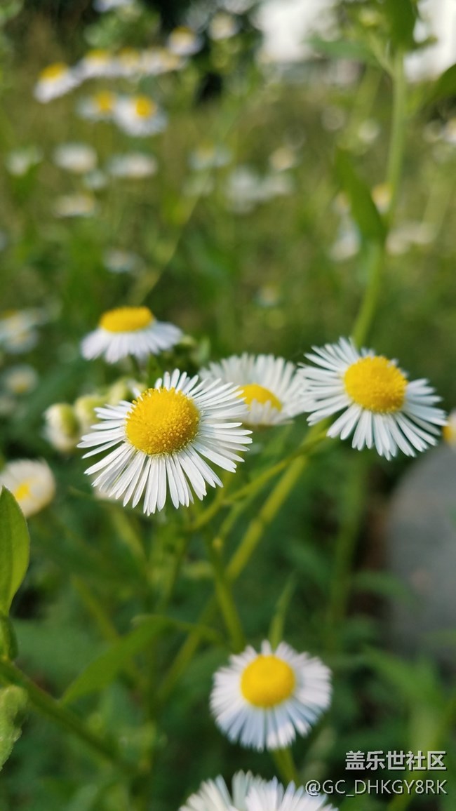 普普通通的野花