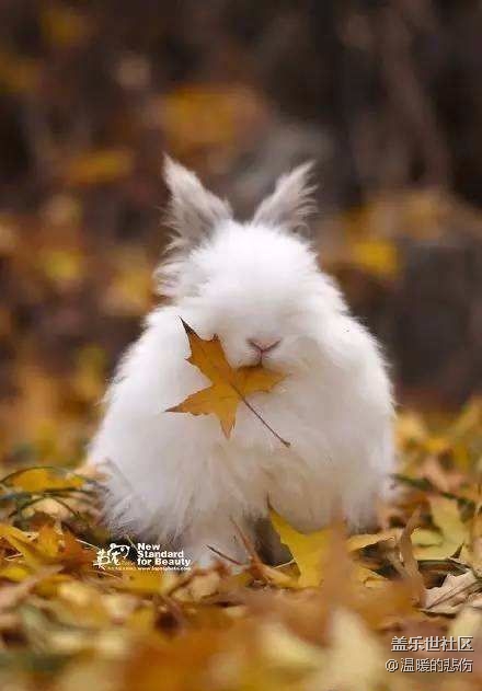 已開(kāi)獎(jiǎng)【11月寵物活動(dòng)第二期】-那些小眾的冷門寵物