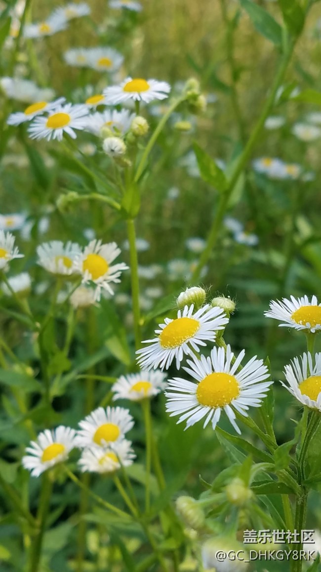 普普通通的野花