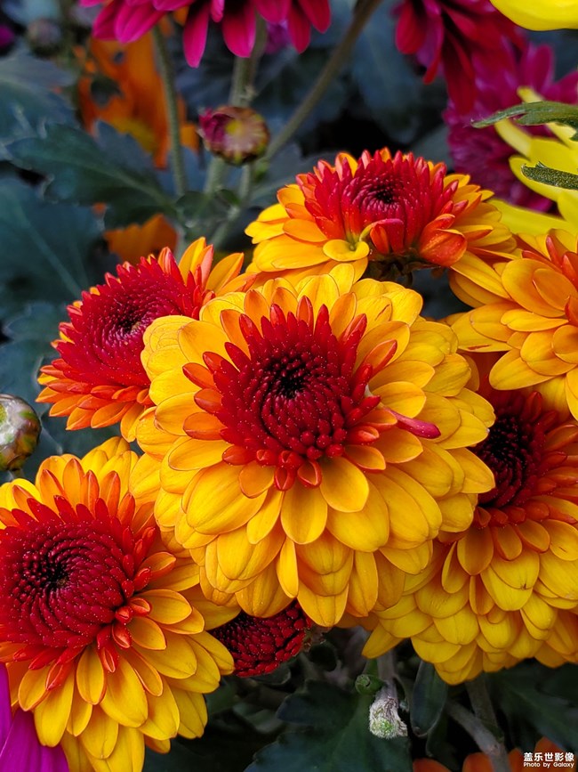 《每周星鮮事》 第49期