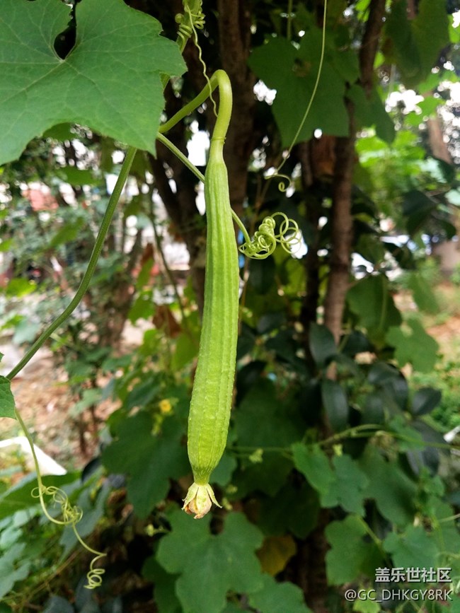 鄰居種的絲瓜