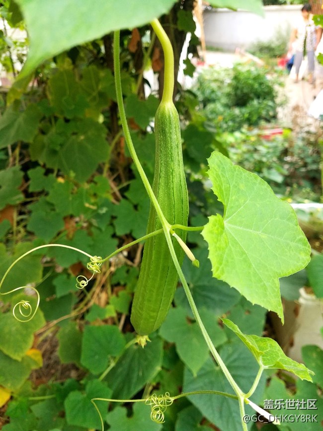 鄰居種的絲瓜