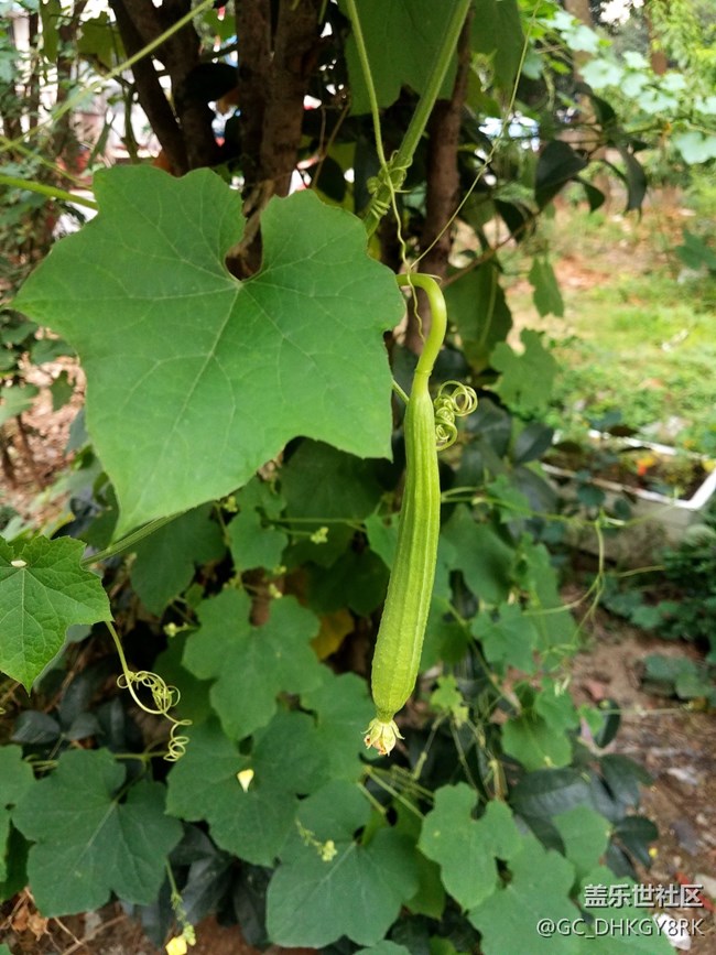 鄰居種的絲瓜