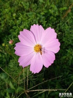 【色彩】+花兒