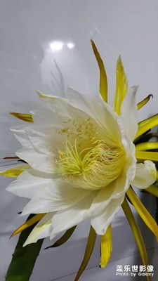 S10自拍火龍果花