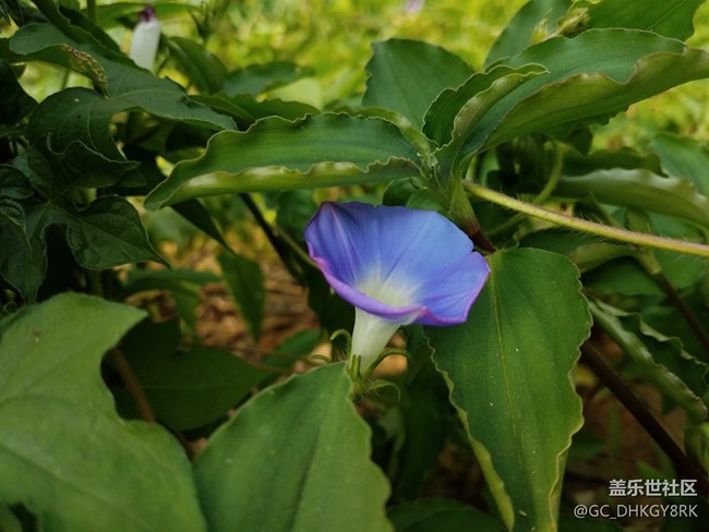 蓝色的小喇叭花