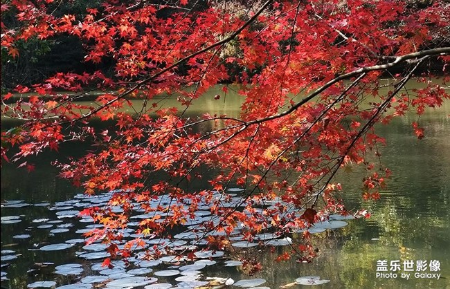 《每周星鮮事》 第49期