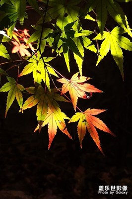 [精彩定格]——棲霞山秋色