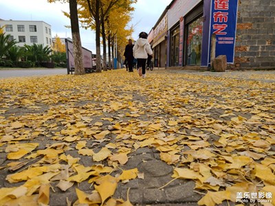 落葉