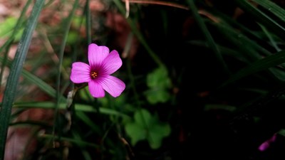 【精彩定格】+花兒美麗